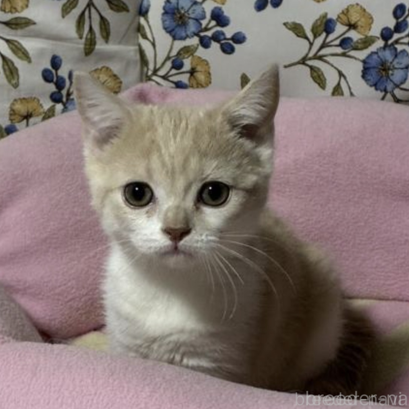 販売中の神奈川県のスコティッシュフォールド-130987の1枚目