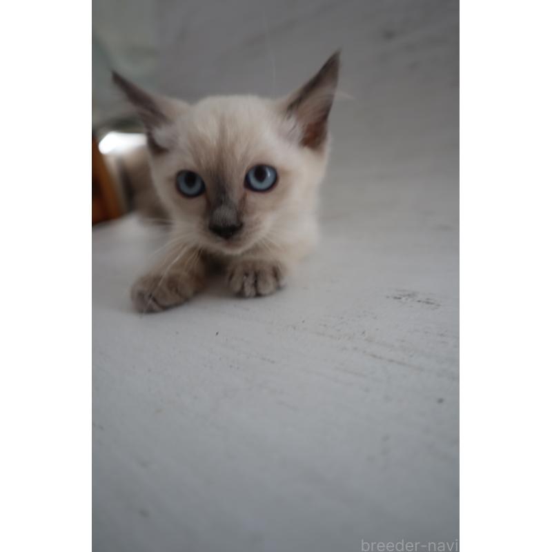 商談中の長野県のトイボブ-127926の7枚目