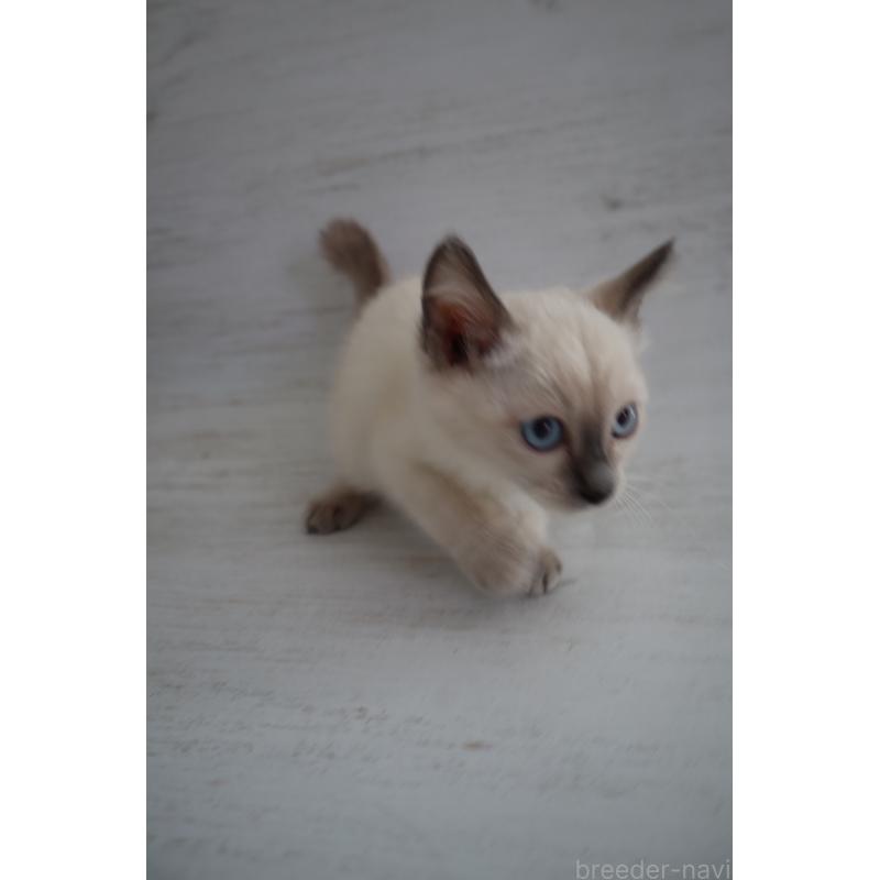 商談中の長野県のトイボブ-127926の6枚目