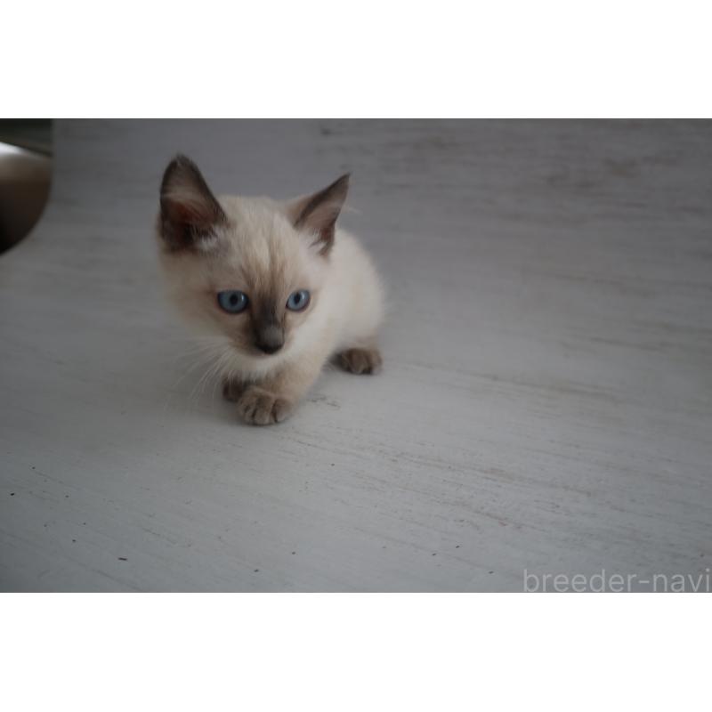 商談中の長野県のトイボブ-127926の5枚目