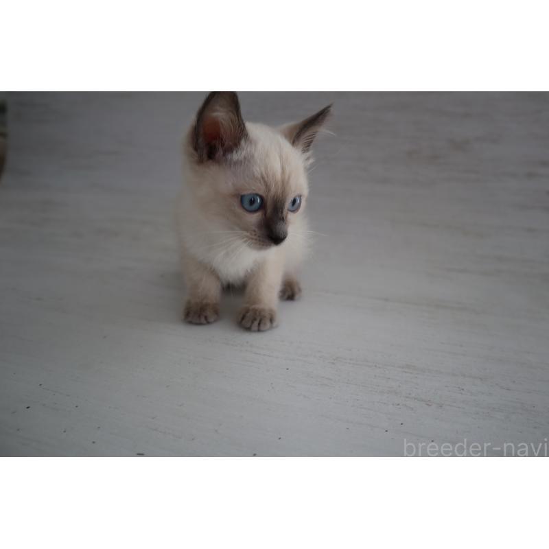 商談中の長野県のトイボブ-127926の4枚目