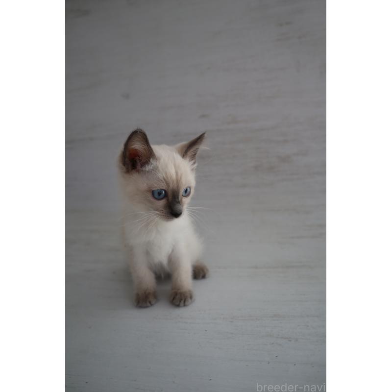 商談中の長野県のトイボブ-127926の3枚目