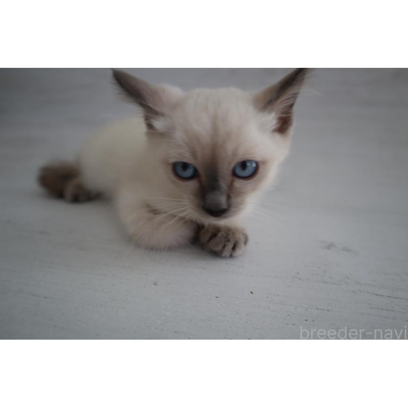 商談中の長野県のトイボブ-127926の2枚目