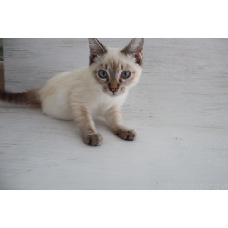 販売中の長野県のトイボブ-126413の5枚目