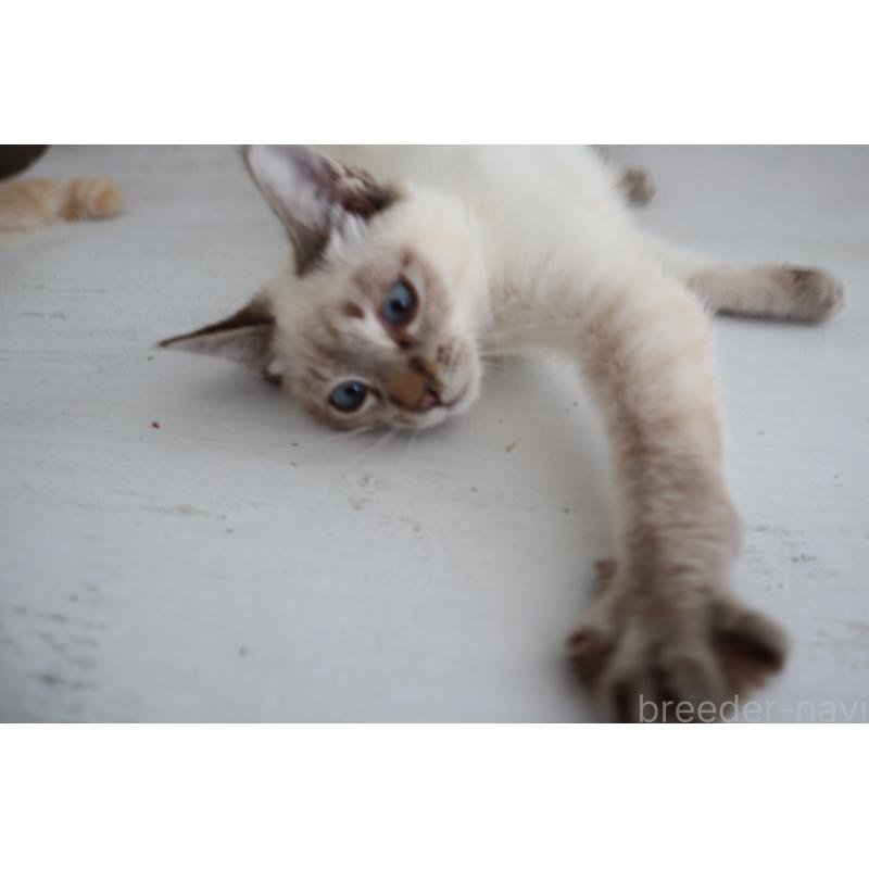 販売中の長野県のトイボブ-126413の4枚目