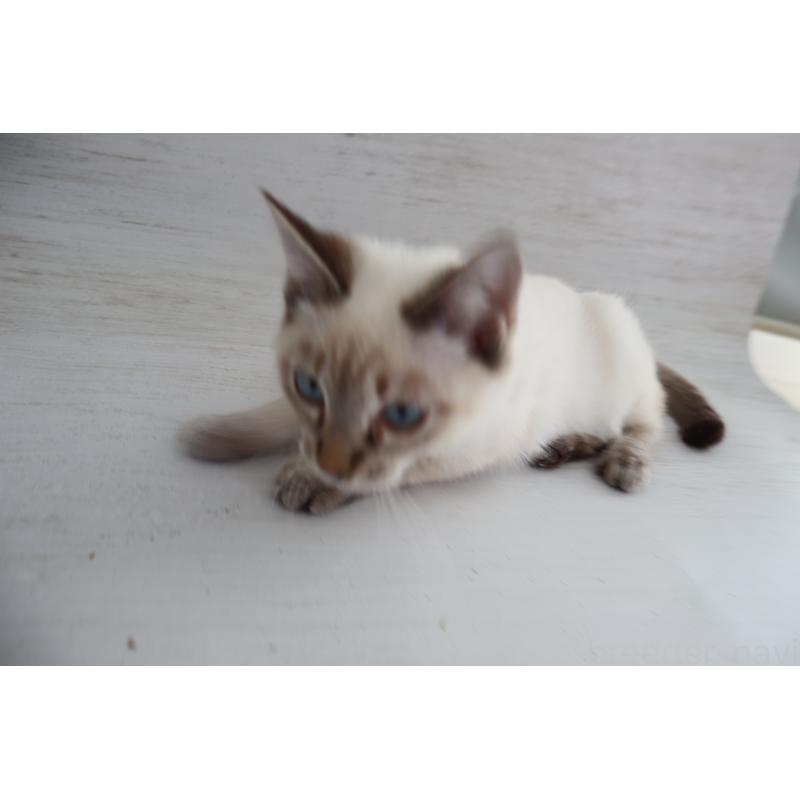 販売中の長野県のトイボブ-126413の3枚目