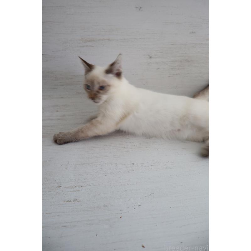 販売中の長野県のトイボブ-126413の2枚目