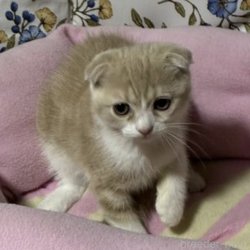 販売中の神奈川県のスコティッシュフォールド-130988の4枚目