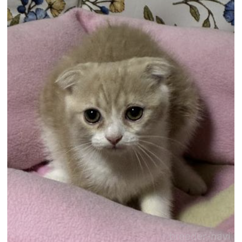 販売中の神奈川県のスコティッシュフォールド-130988の3枚目