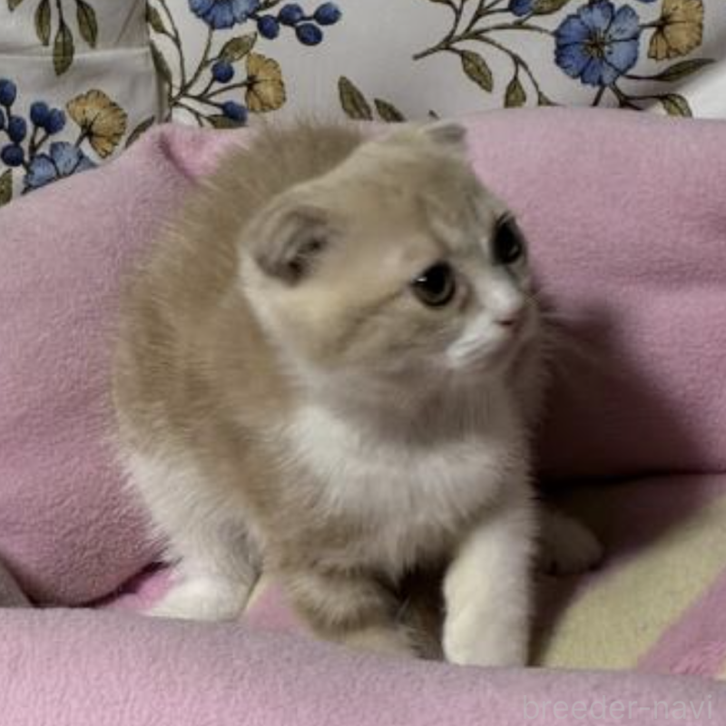 販売中の神奈川県のスコティッシュフォールド-130988の2枚目