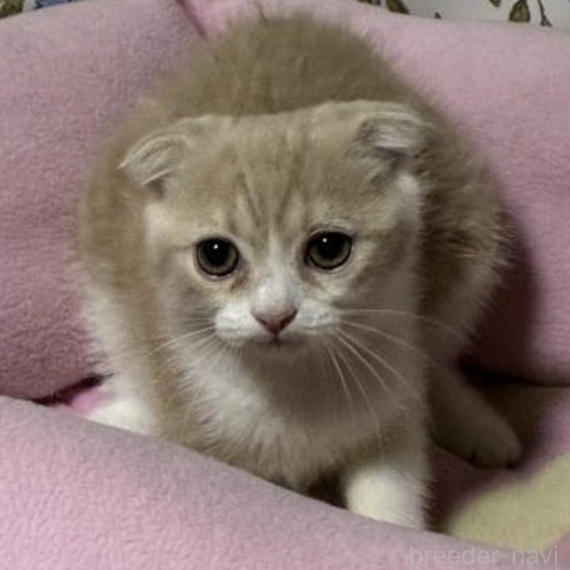 販売中の神奈川県のスコティッシュフォールド-130988