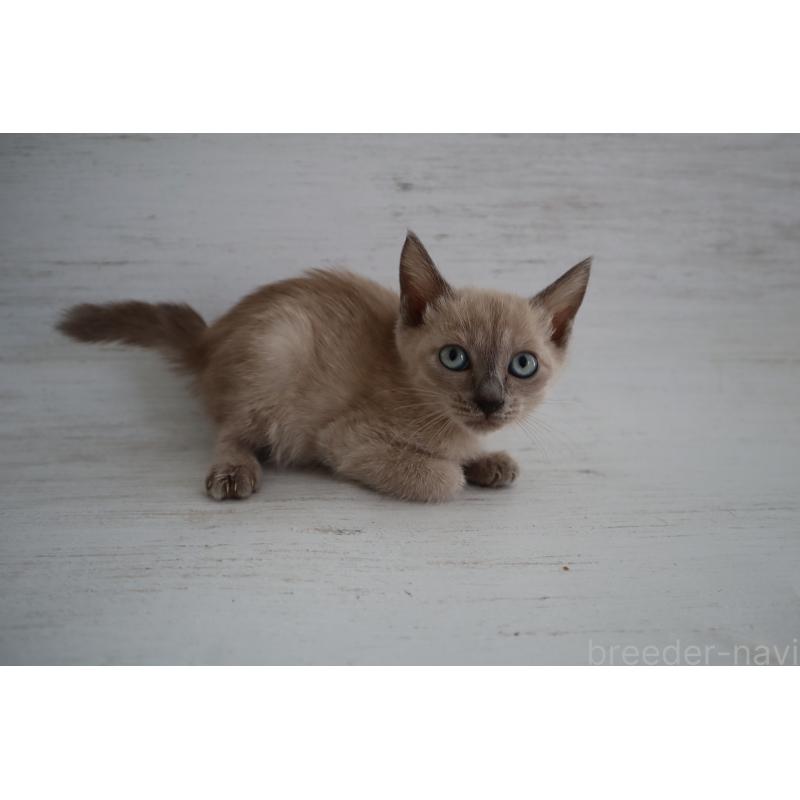 販売中の長野県のトイボブ-127879の6枚目