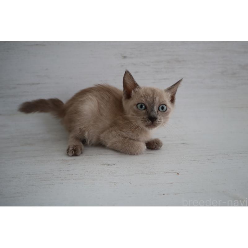 販売中の長野県のトイボブ-127879の4枚目