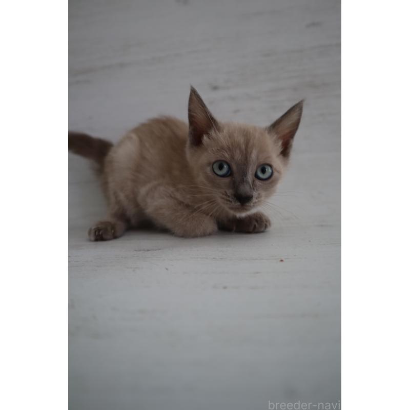 販売中の長野県のトイボブ-127879の3枚目