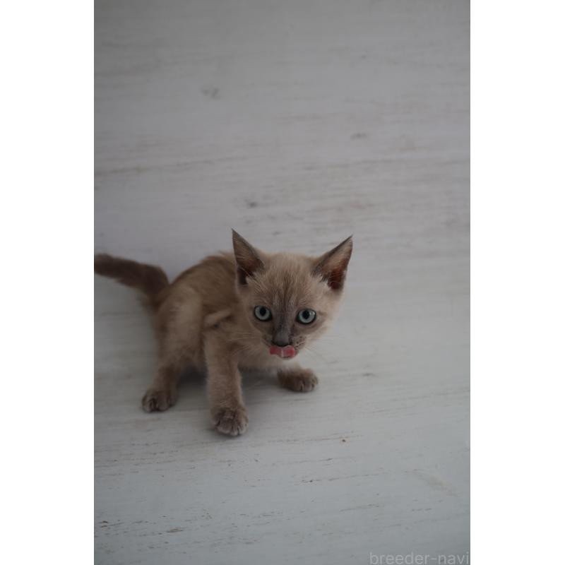 販売中の長野県のトイボブ-127879の2枚目