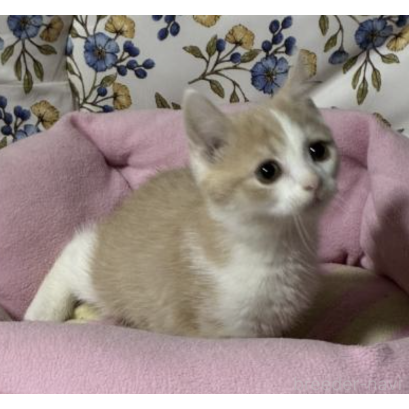 販売中の神奈川県のスコティッシュフォールド-130989の4枚目