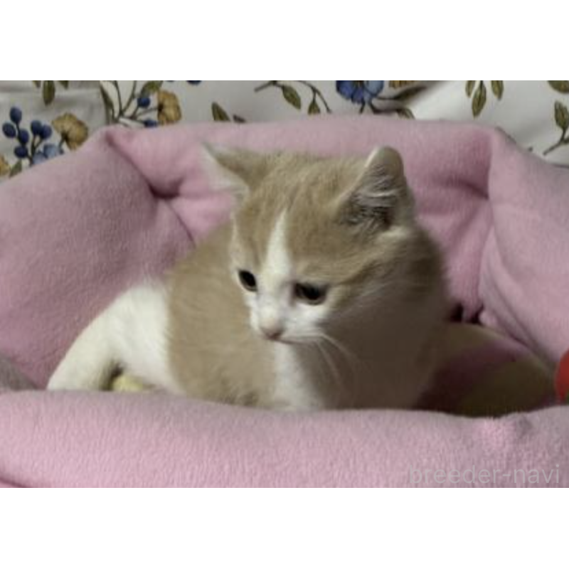 販売中の神奈川県のスコティッシュフォールド-130989の2枚目