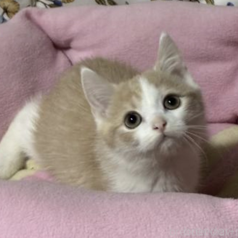 販売中の神奈川県のスコティッシュフォールド-130989