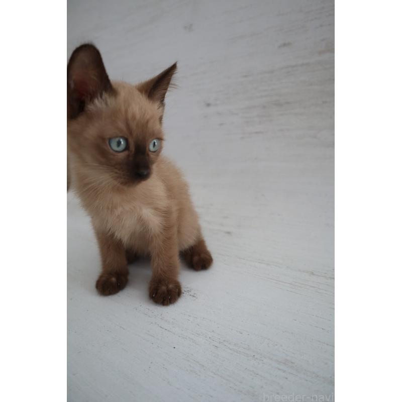 販売中の長野県のトイボブ-127919の7枚目