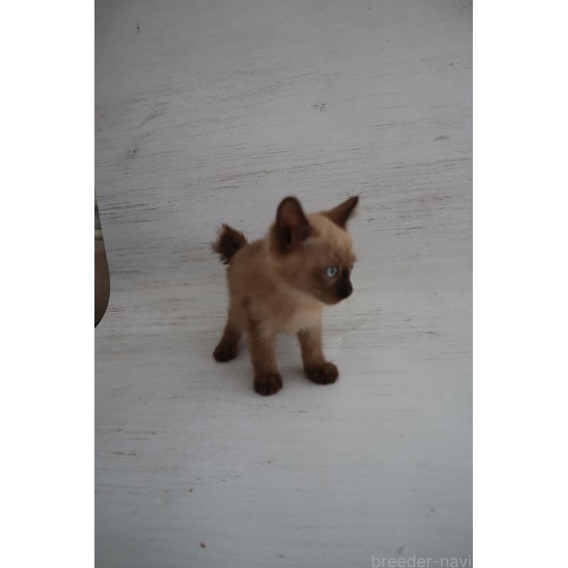 販売中の長野県のトイボブ-127919の6枚目