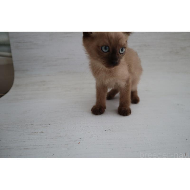 販売中の長野県のトイボブ-127919の5枚目