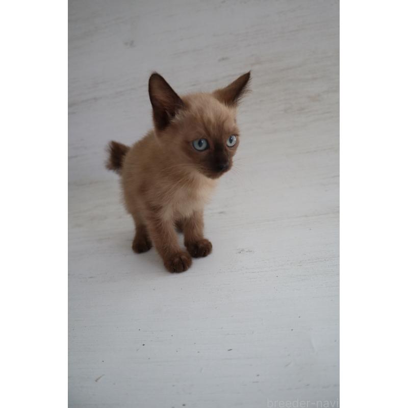 販売中の長野県のトイボブ-127919の4枚目