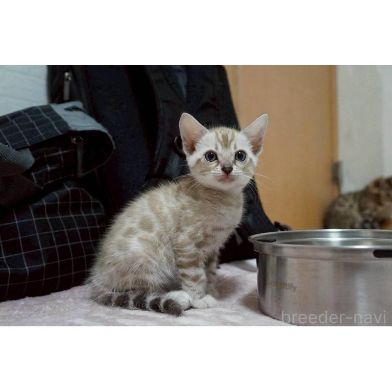 販売中の大阪府のベンガル-130990の4枚目