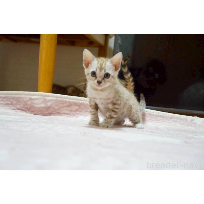 販売中の大阪府のベンガル-130990の2枚目