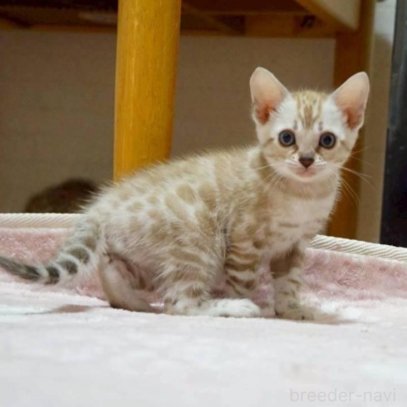 販売中の大阪府のベンガル-130990の1枚目