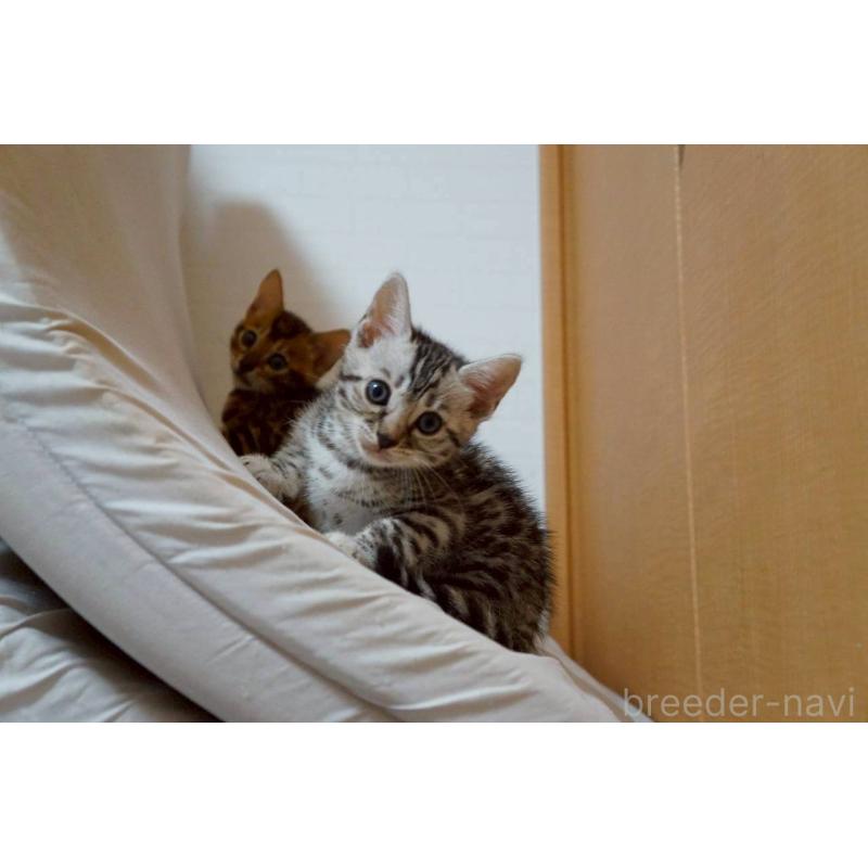 販売中の大阪府のベンガル-130991の4枚目