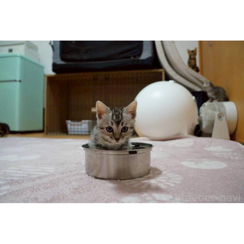 販売中の大阪府のベンガル-130991の3枚目