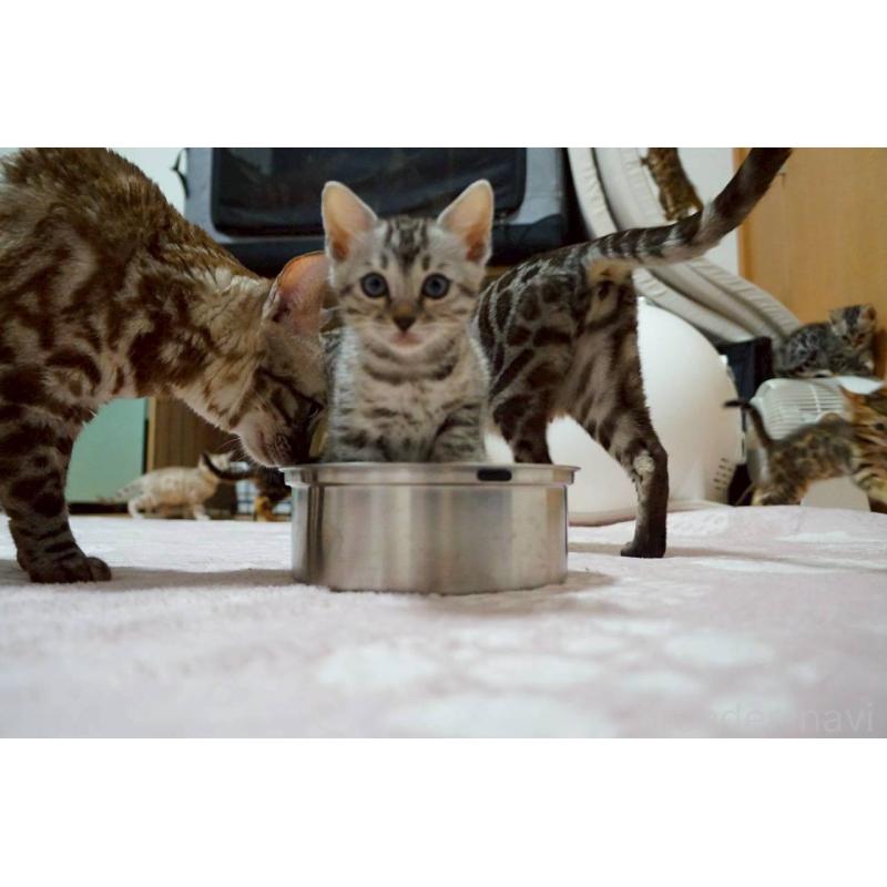 販売中の大阪府のベンガル-130991の2枚目