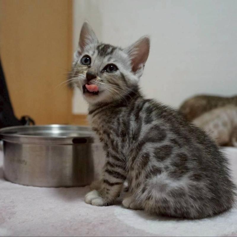 販売中の大阪府のベンガル-130991