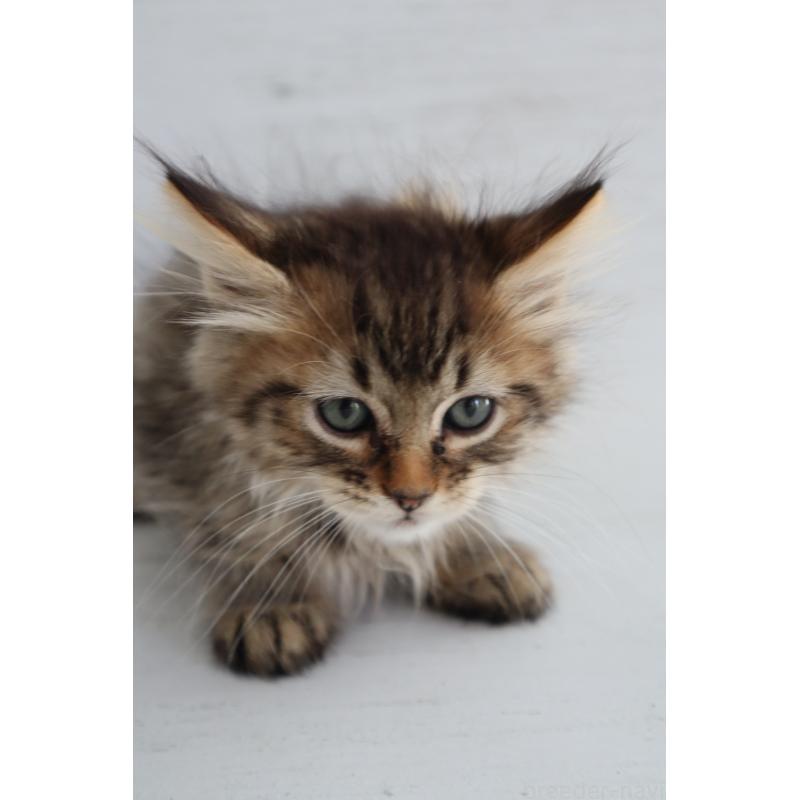 商談中の長野県のピクシーボブ-128548の10枚目