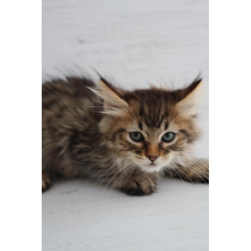 商談中の長野県のピクシーボブ-128548の9枚目