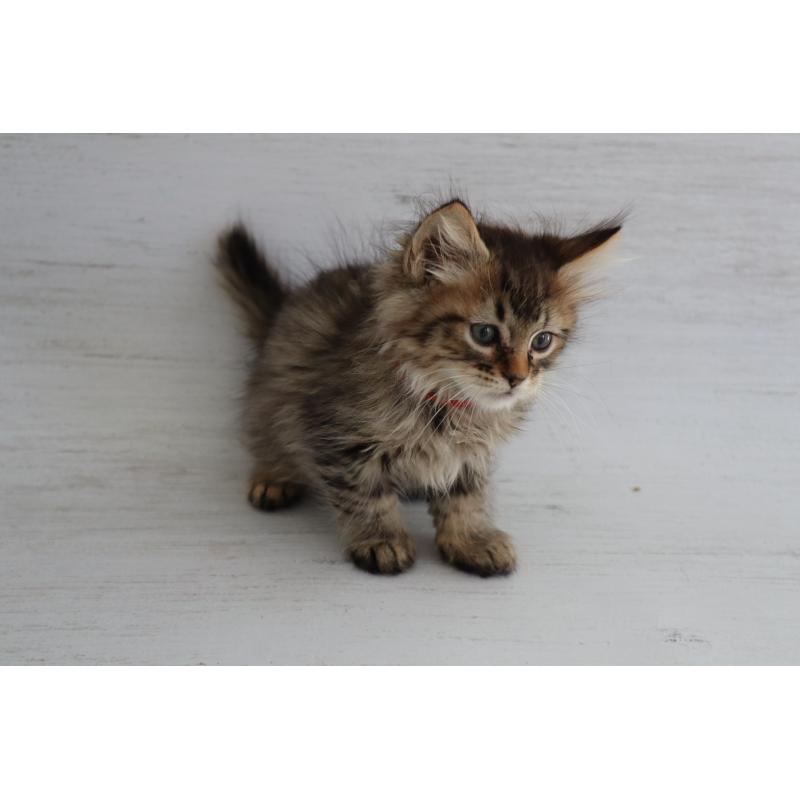 商談中の長野県のピクシーボブ-128548の8枚目