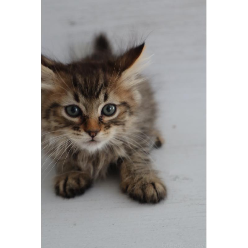 商談中の長野県のピクシーボブ-128548の7枚目