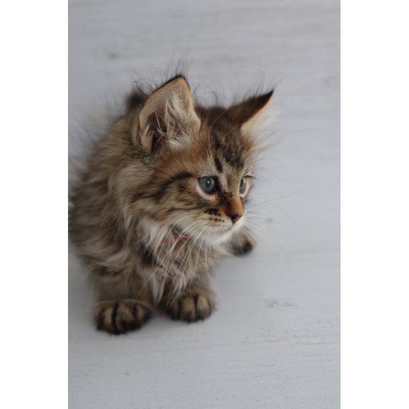 商談中の長野県のピクシーボブ-128548の6枚目