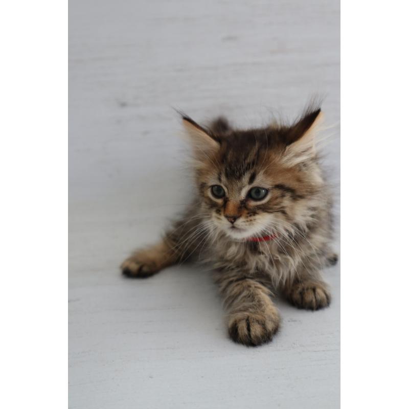 商談中の長野県のピクシーボブ-128548の5枚目