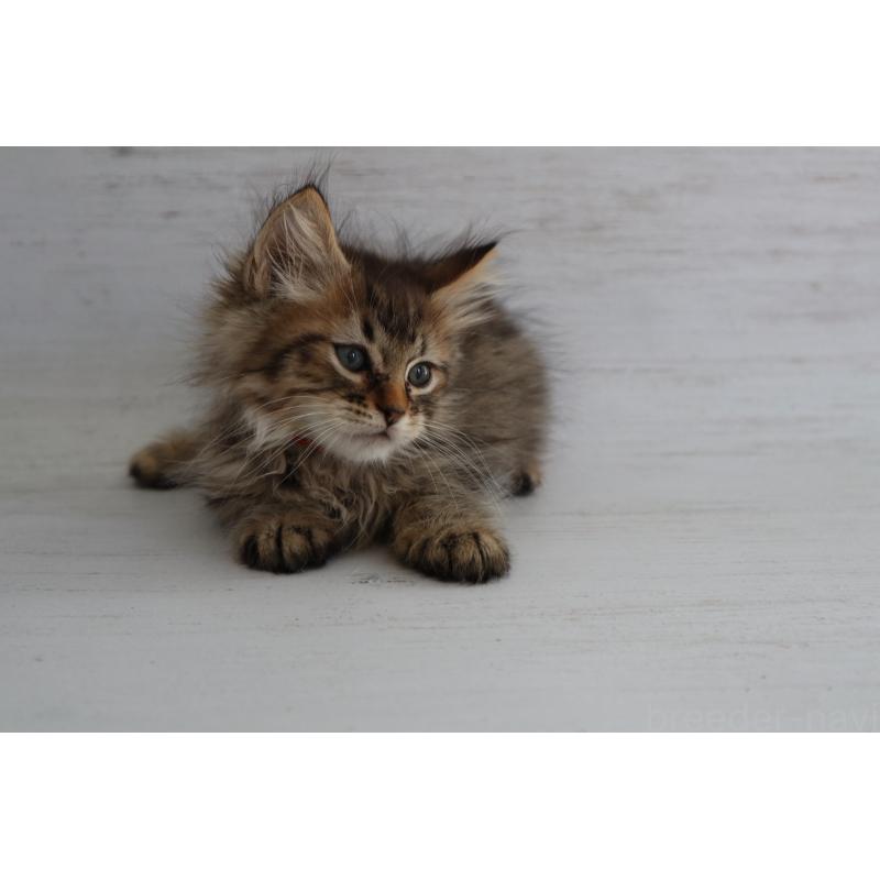 商談中の長野県のピクシーボブ-128548の4枚目