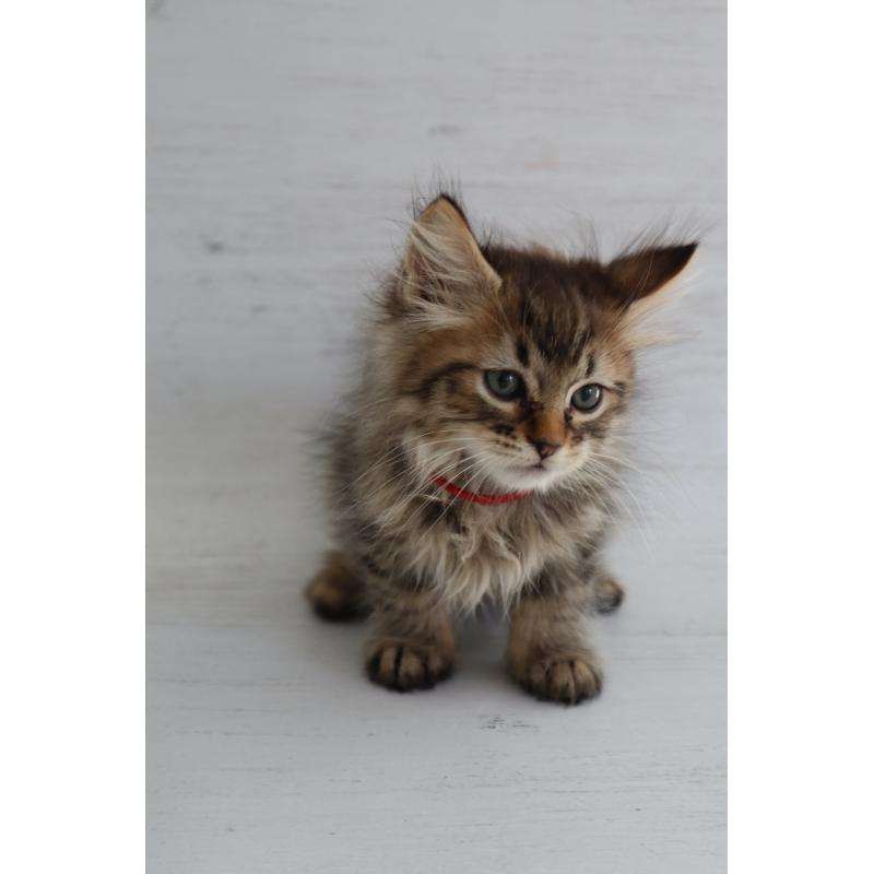 商談中の長野県のピクシーボブ-128548の3枚目