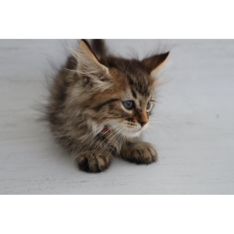 商談中の長野県のピクシーボブ-128548の2枚目