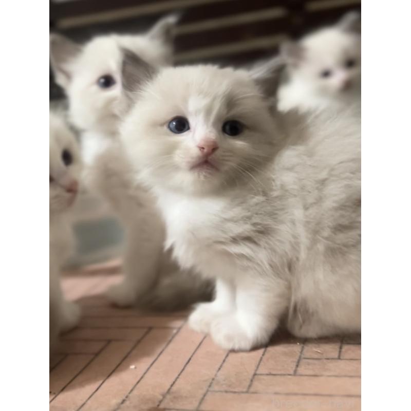 販売中の京都府のラグドール-130992の4枚目