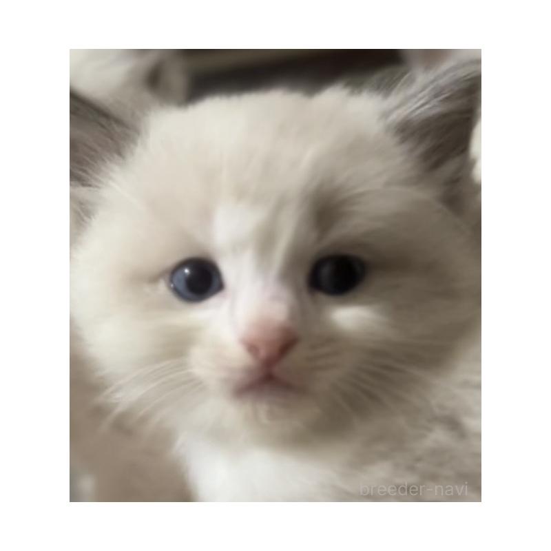 販売中の京都府のラグドール-130992の5枚目