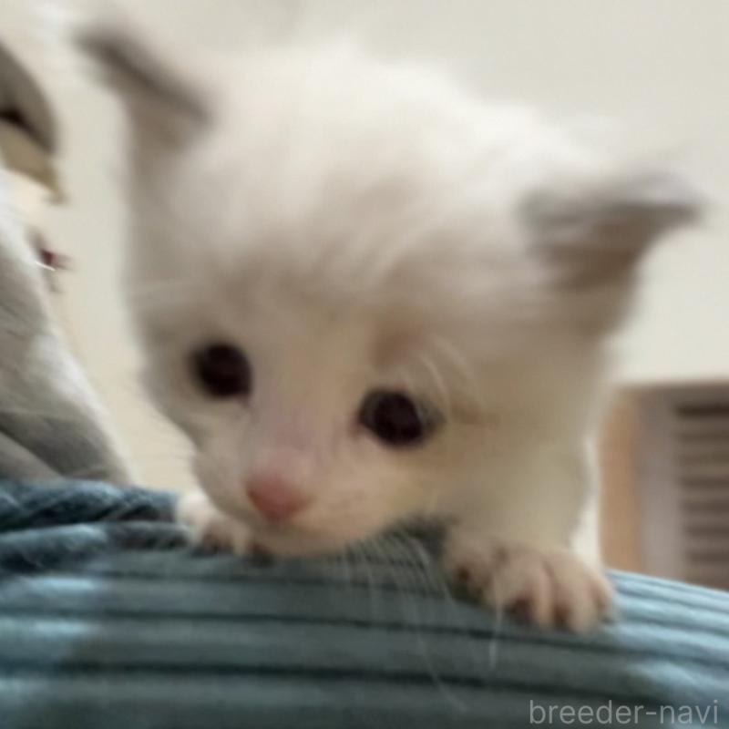 販売中の京都府のラグドール-130992の3枚目