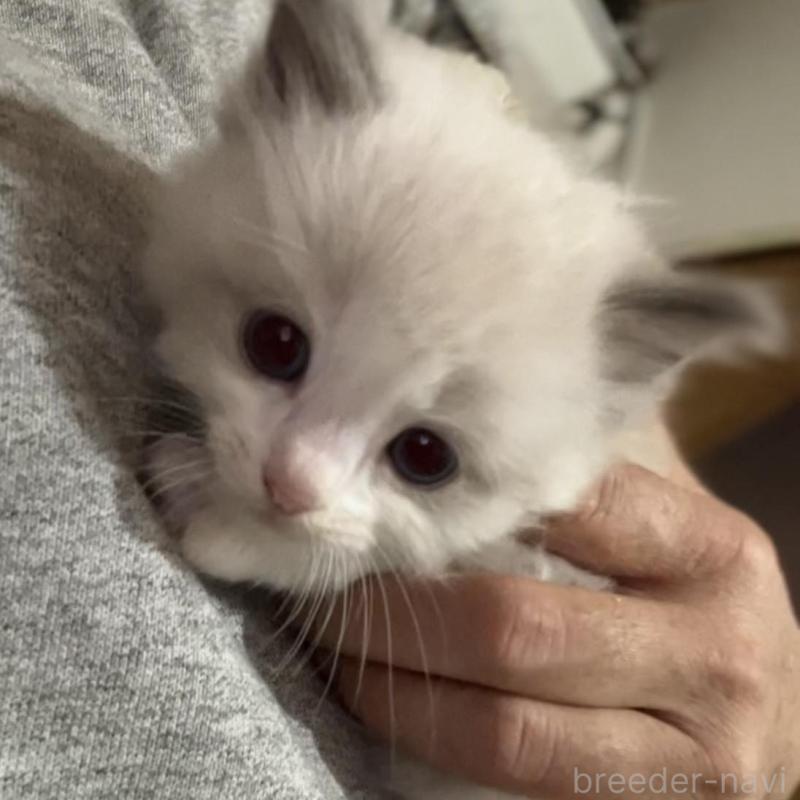 販売中の京都府のラグドール-130992