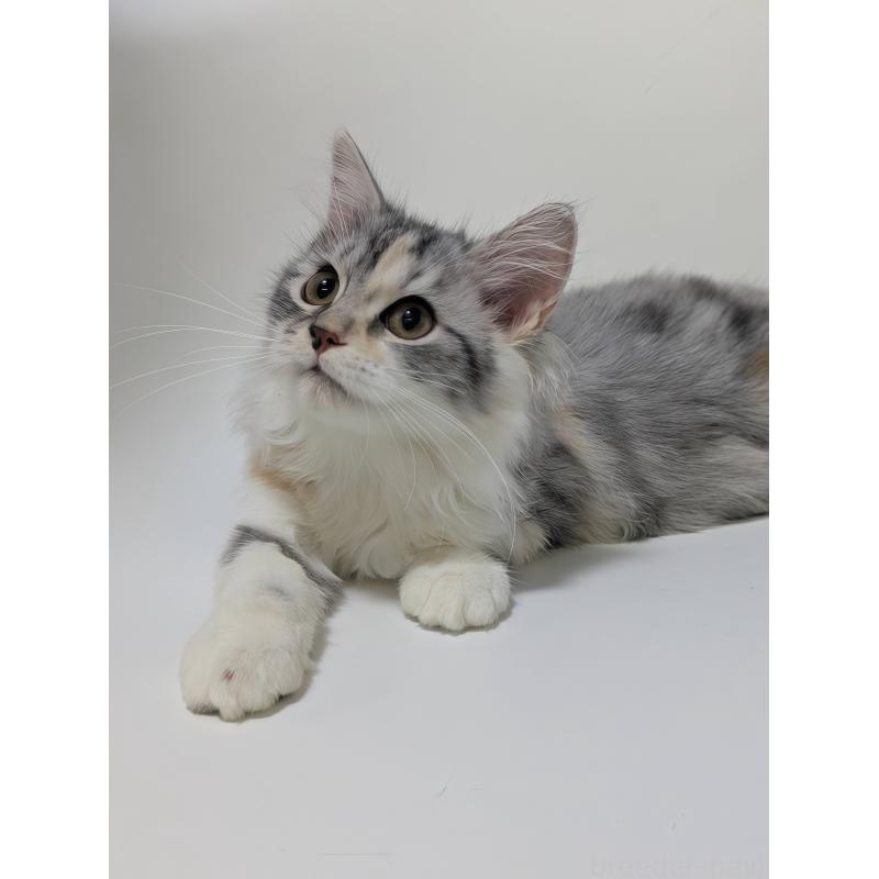 成約済の福岡県のスコティッシュフォールド(折れ耳)-125645の2枚目