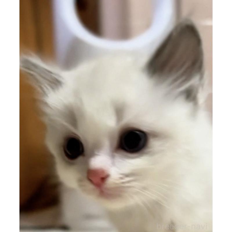 販売中の京都府のラグドール-130993の3枚目