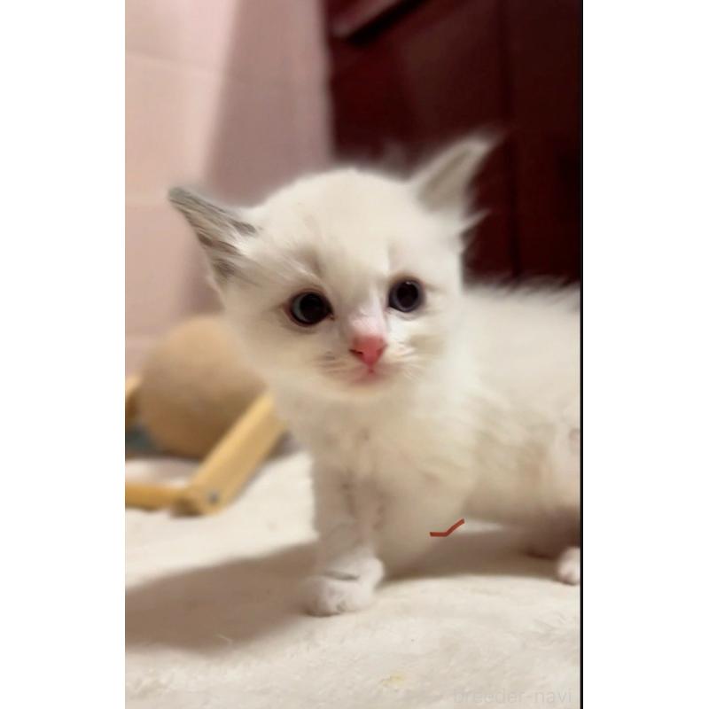 販売中の京都府のラグドール-130993の2枚目