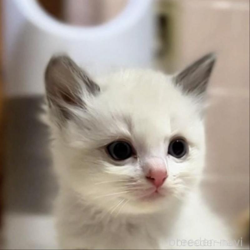 販売中の京都府のラグドール-130993の1枚目